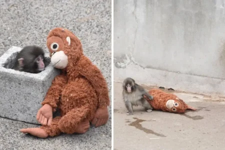 Esta es la historia del mono bebé Punch que fue abandonado