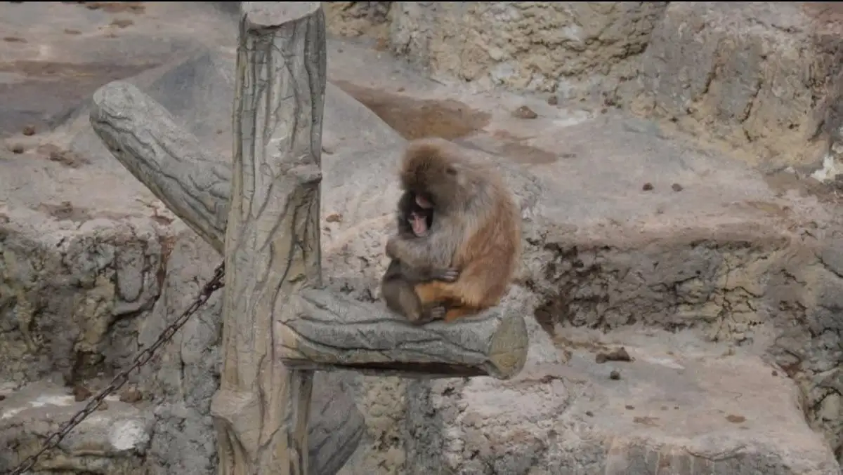 Esta es la historia del mono bebé Punch que fue abandonado