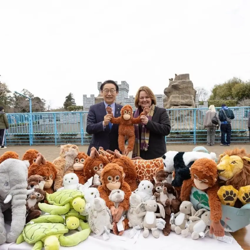 Esta es la historia del mono bebé Punch que fue abandonado