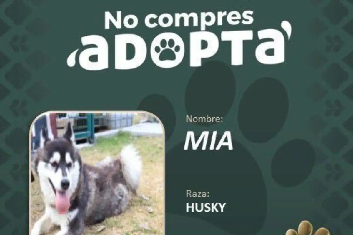 Impulsa Pepe Chedraui la adopción responsable de perritos 3 Impulsa Pepe Chedraui la adopción responsable de perritos