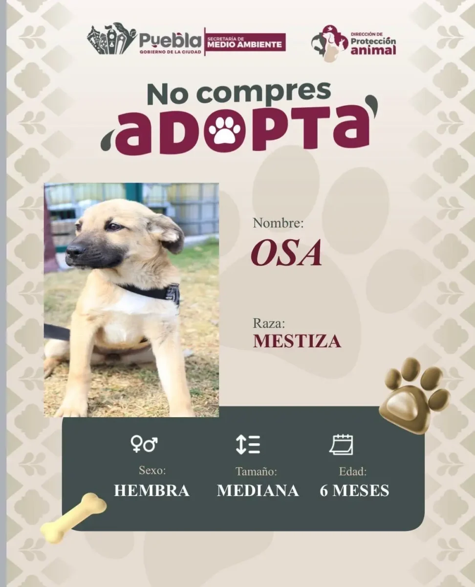 Impulsa Pepe Chedraui la adopción responsable de perritos 2 Impulsa Pepe Chedraui la adopción responsable de perritos