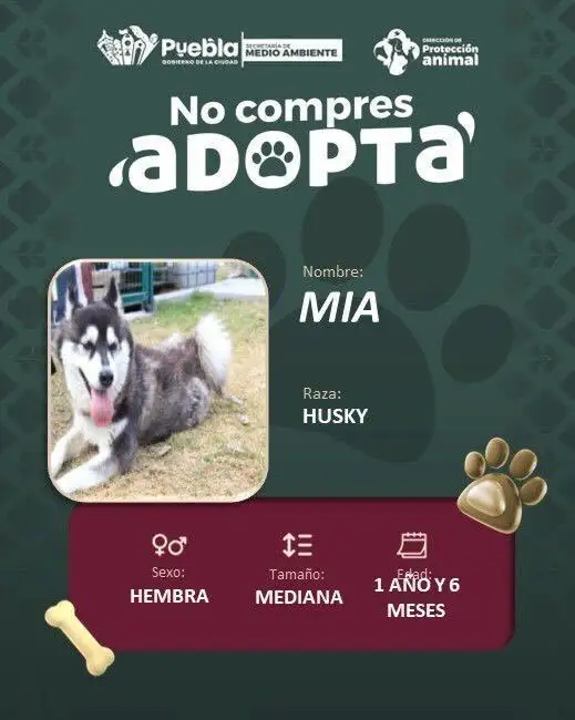 Impulsa Pepe Chedraui la adopción responsable de perritos 4 Impulsa Pepe Chedraui la adopción responsable de perritos
