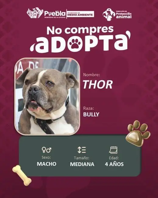 Impulsa Pepe Chedraui la adopción responsable de perritos 5 Impulsa Pepe Chedraui la adopción responsable de perritos