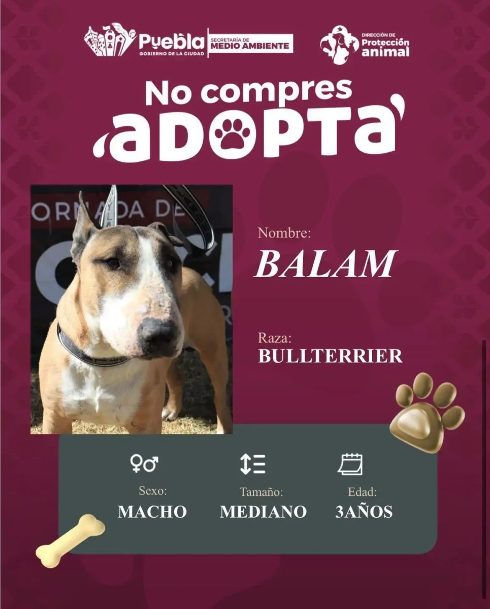 Impulsa Pepe Chedraui la adopción responsable de perritos 6 Impulsa Pepe Chedraui la adopción responsable de perritos