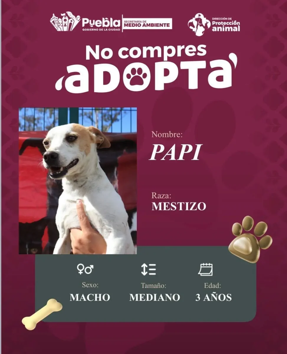 Impulsa Pepe Chedraui la adopción responsable de perritos 7 Impulsa Pepe Chedraui la adopción responsable de perritos