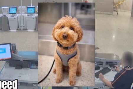 Mujer abandona a su perro en el aeropuerto para no perder su vuelo y la detienen