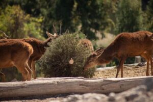 Concluye con éxito la campaña Verde Navidad, en coordinación con Africam Safari