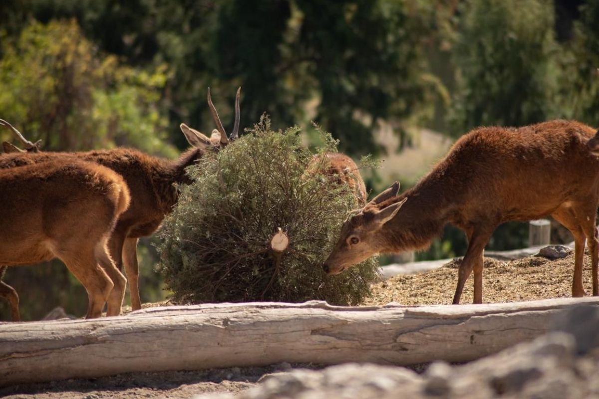 Concluye con éxito la campaña Verde Navidad, en coordinación con Africam Safari