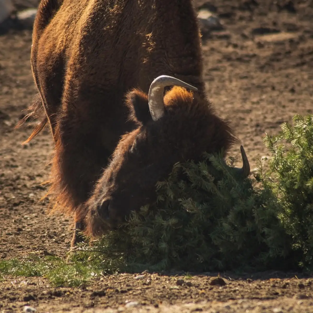 Concluye con éxito la campaña Verde Navidad, en coordinación con Africam Safari