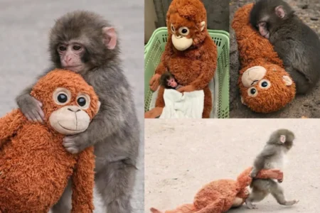 Lanzan el corrido del mono punch, que conquistó internet con un peluche tras ser abandonado