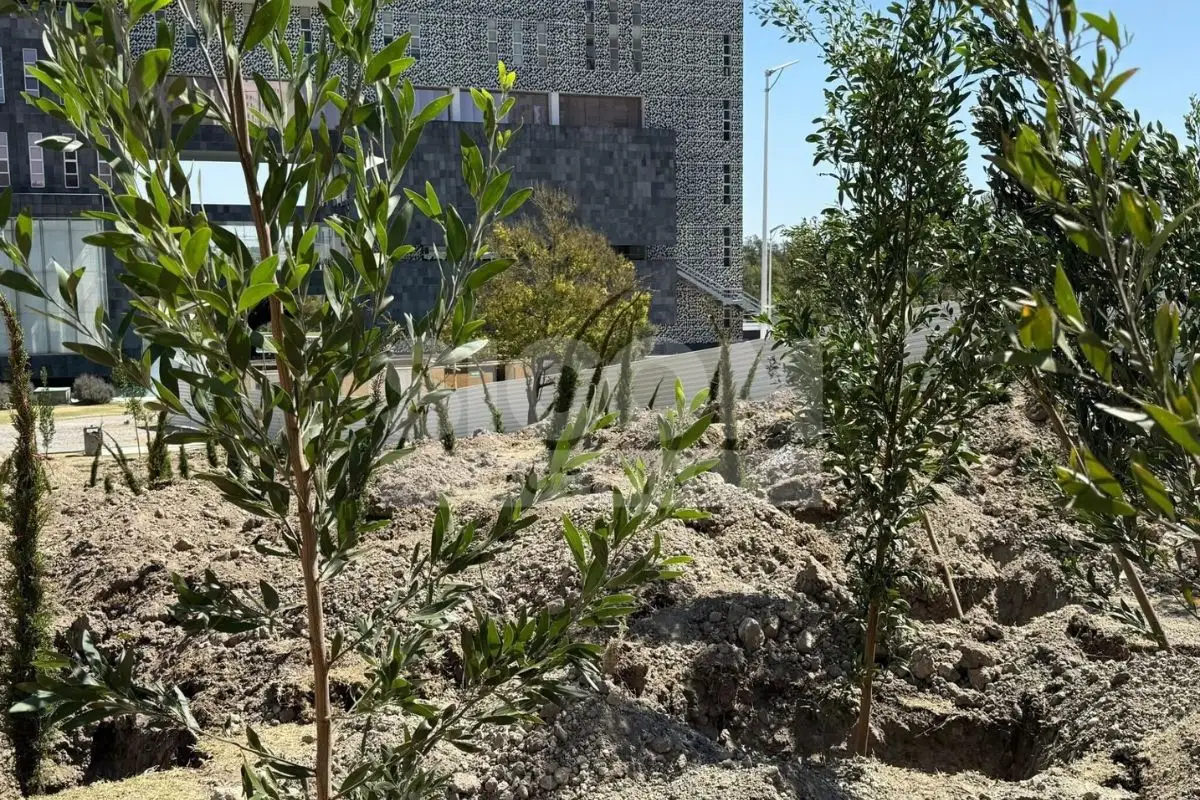 Plantan árboles en el CIS por construcción del Cablebús