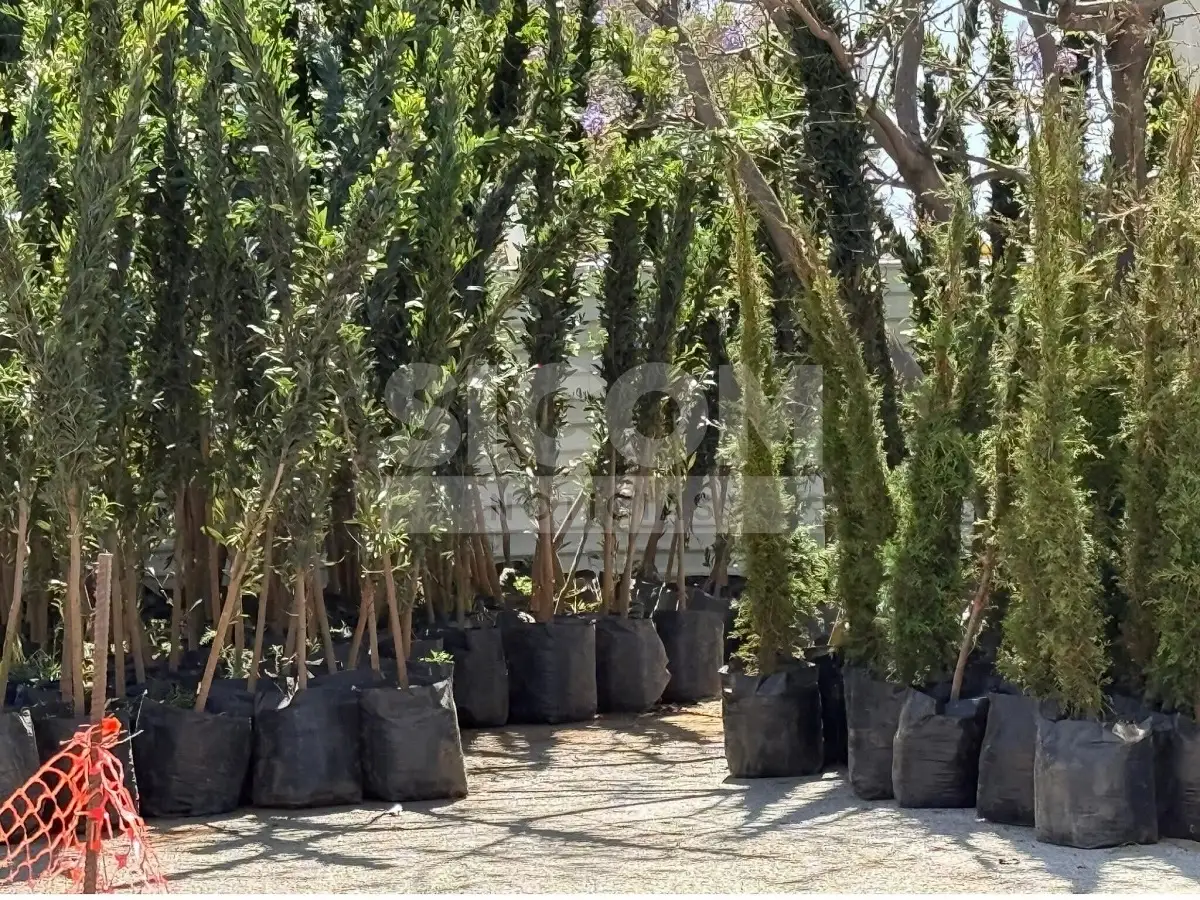 Plantan árboles en el CIS por construcción del Cablebús