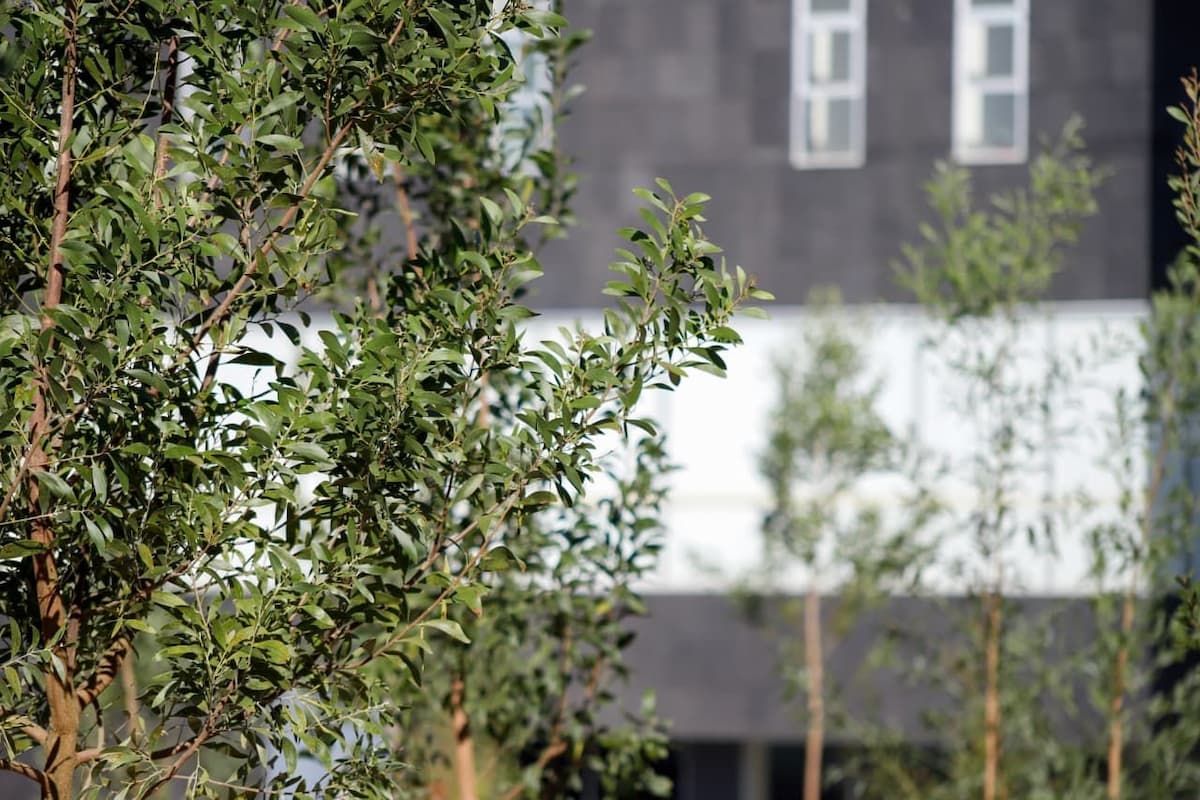 Bosque urbano en CIS y Parque Ecológico se fortalece con 2 mil 200 nuevos árboles 2 Bosque urbano en CIS y Parque Ecológico se fortalece con 2 mil 200 nuevos árboles