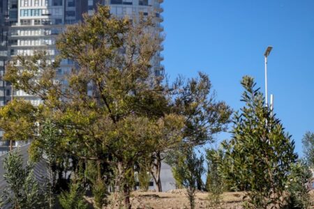Bosque urbano en CIS y Parque Ecológico se fortalece con 2 mil 200 nuevos árboles 15 Bosque urbano en CIS y Parque Ecológico se fortalece con 2 mil 200 nuevos árboles