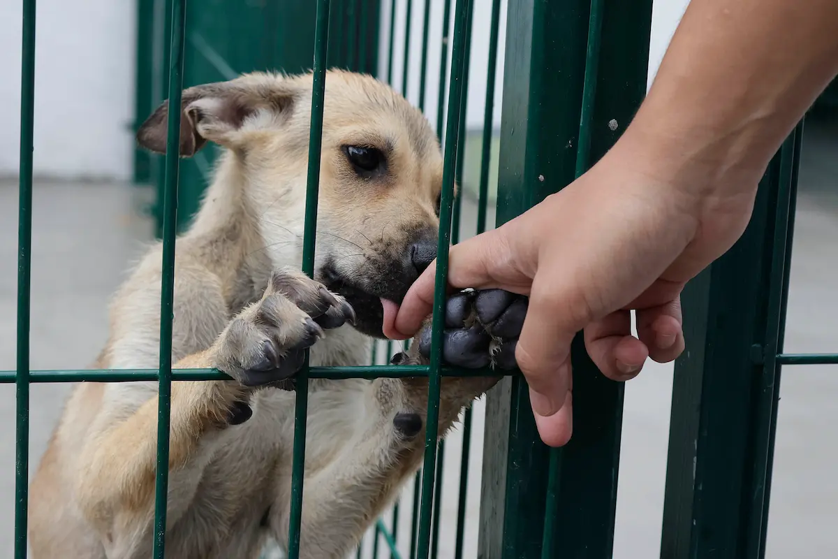 Instituto de Bienestar Animal será operado por el DIF Estatal