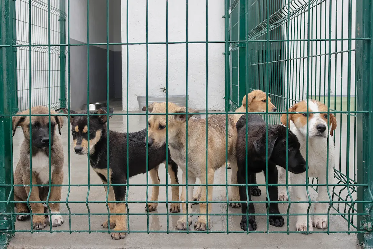 Instituto de Bienestar Animal será operado por el DIF Estatal