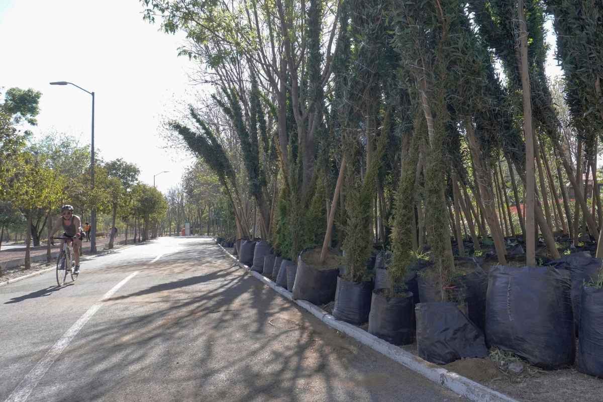Ayuntamiento de Puebla sembrará 100 mil arboles este año