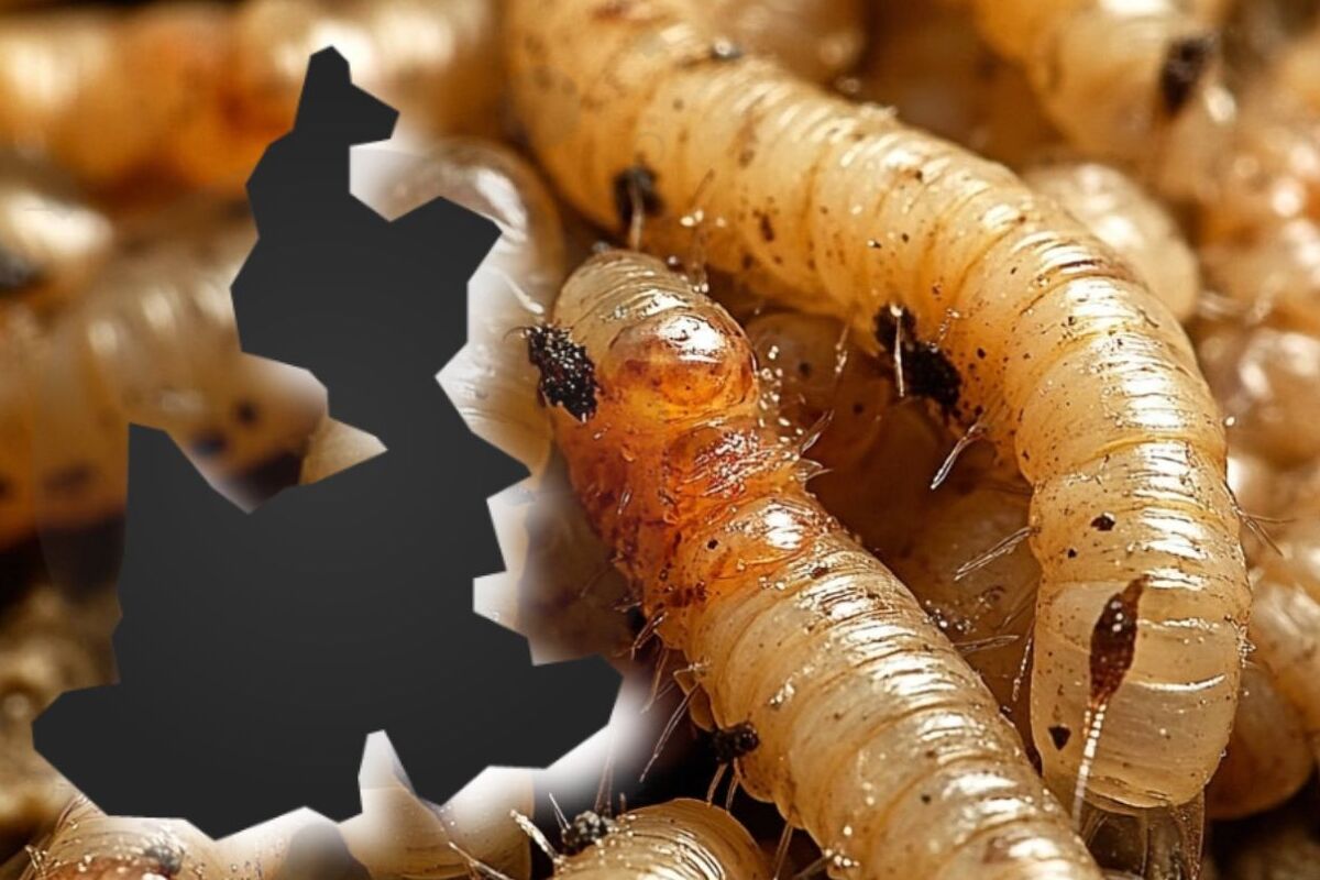 Reportan primer caso humano de miasis por gusano barrenador en Puebla 3 Reportan primer caso humano de miasis por gusano barrenador en Puebla