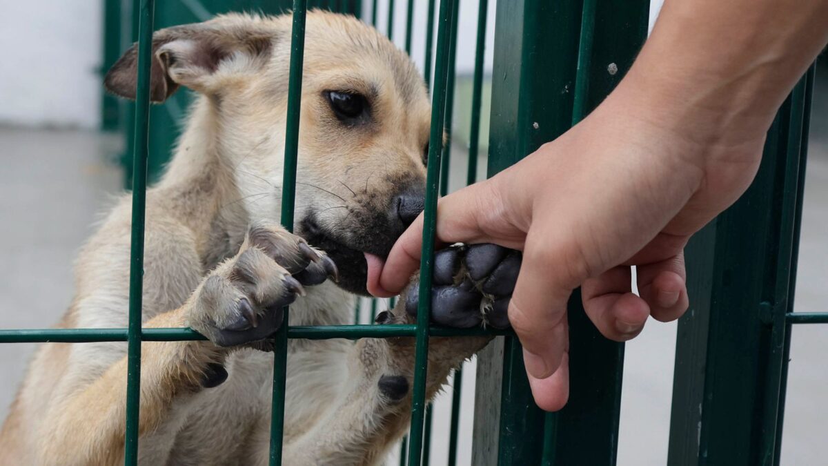 DIF operará el Instituto de Bienestar Animal; atenderá reportes de maltrato en Puebla 6 DIF operará el Instituto de Bienestar Animal; atenderá reportes de maltrato en Puebla