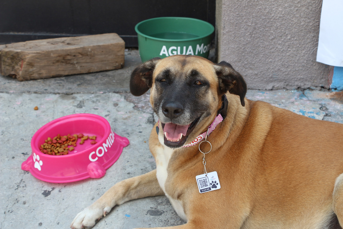 DIF operará el Instituto de Bienestar Animal; atenderá reportes de maltrato en Puebla 2 DIF operará el Instituto de Bienestar Animal; atenderá reportes de maltrato en Puebla