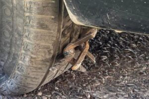 Congreso aprueba 9 años de cárcel por usar ponchallantas en Puebla de noche y contra policías