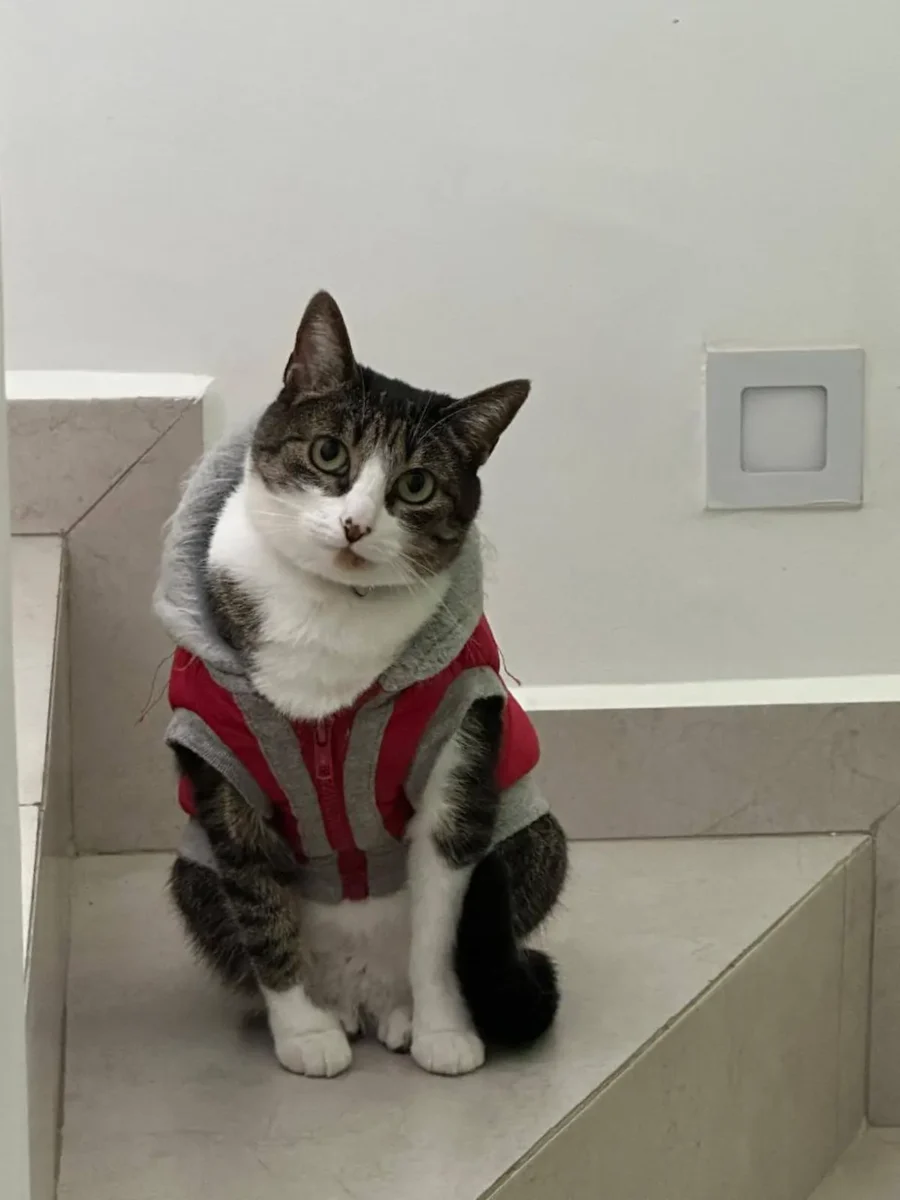 gatita extraviada en el accidente del Periférico Ecológico