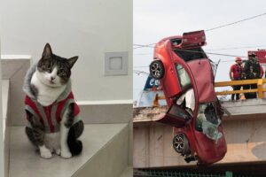gatita extraviada en el accidente del Periférico Ecológico