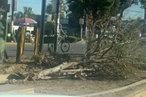 ¿Por qué derribaron árboles en la Calzada Zaragoza de Puebla?