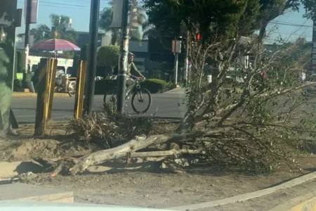 ¿Por qué derribaron árboles en la Calzada Zaragoza de Puebla?