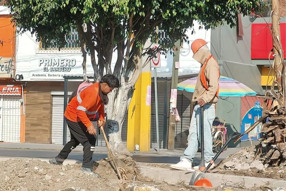 Derriban árboles en Calzada Zaragoza: gobierno de Puebla descarta que sean sus trabajadores 3 ¿Por qué derribaron árboles en la Calzada Zaragoza de Puebla?