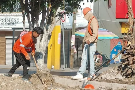 Investigan a encapuchados que talaron árboles en la Calzada Zaragoza