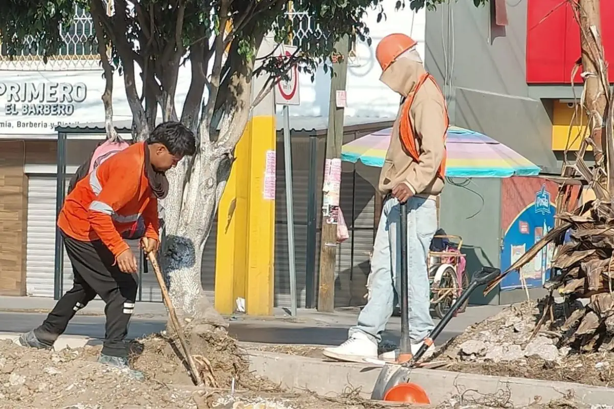 Investigan a encapuchados que talaron árboles en la Calzada Zaragoza