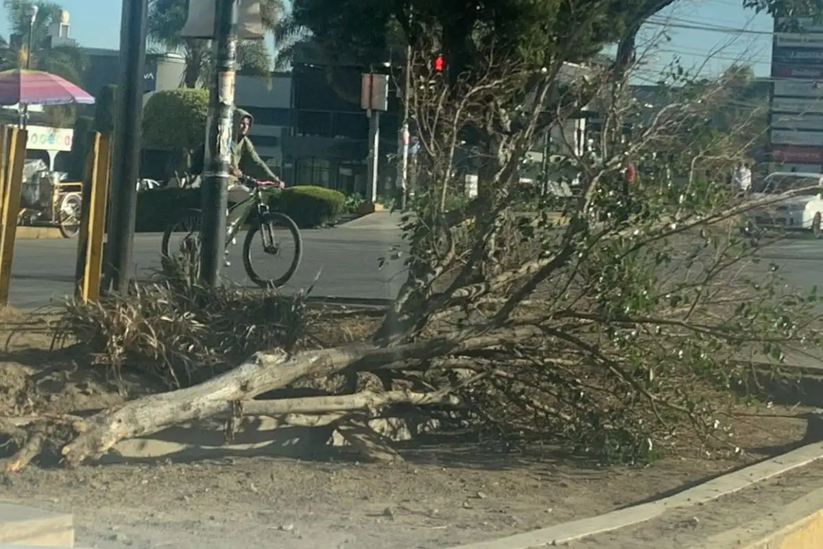 Investigan a encapuchados que talaron árboles en la Calzada Zaragoza