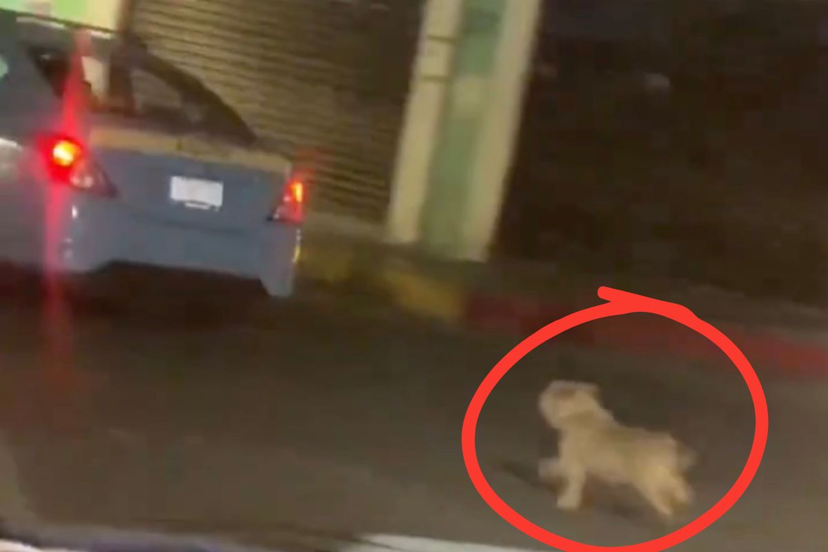 Taxista roba perro en Cholula y lo abandona en Tianguismanalco