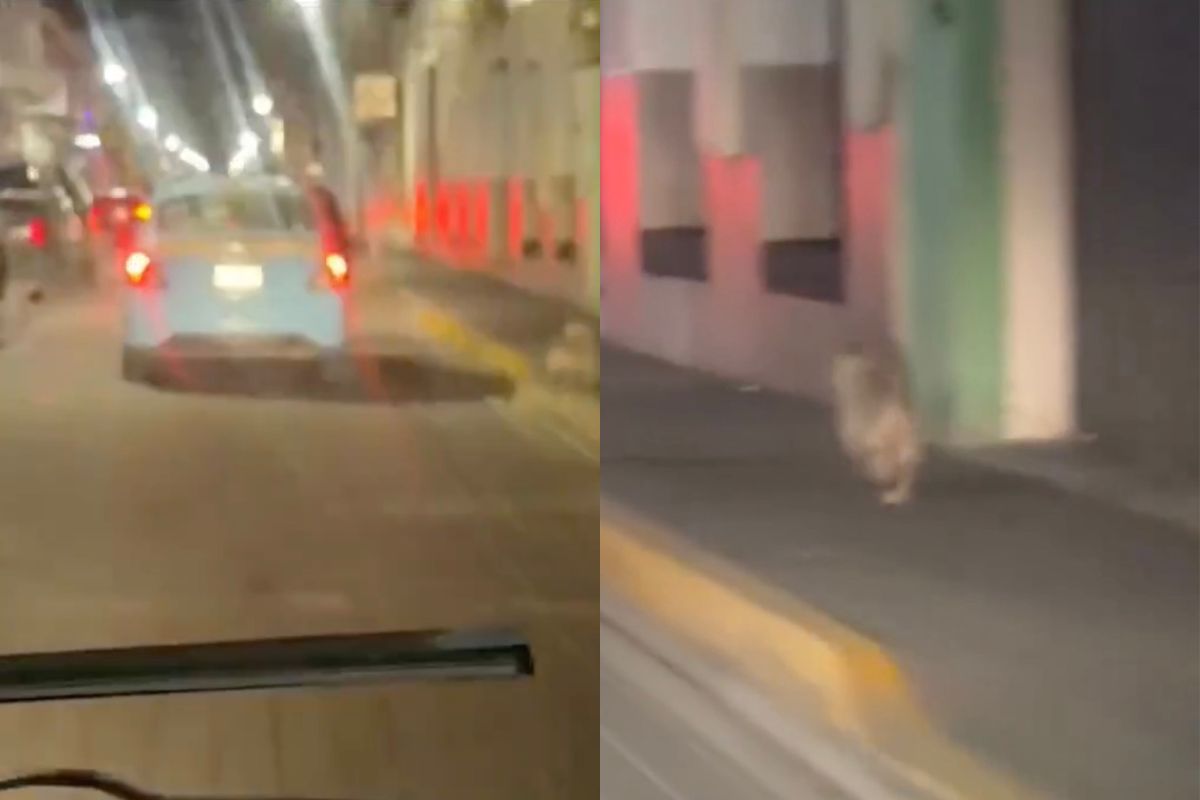 Taxista roba perro en Cholula y lo abandona en Tianguismanalco