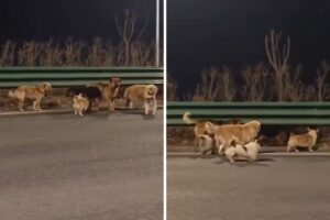 (VIDEO) Perros robados escapan de camioneta en movimiento