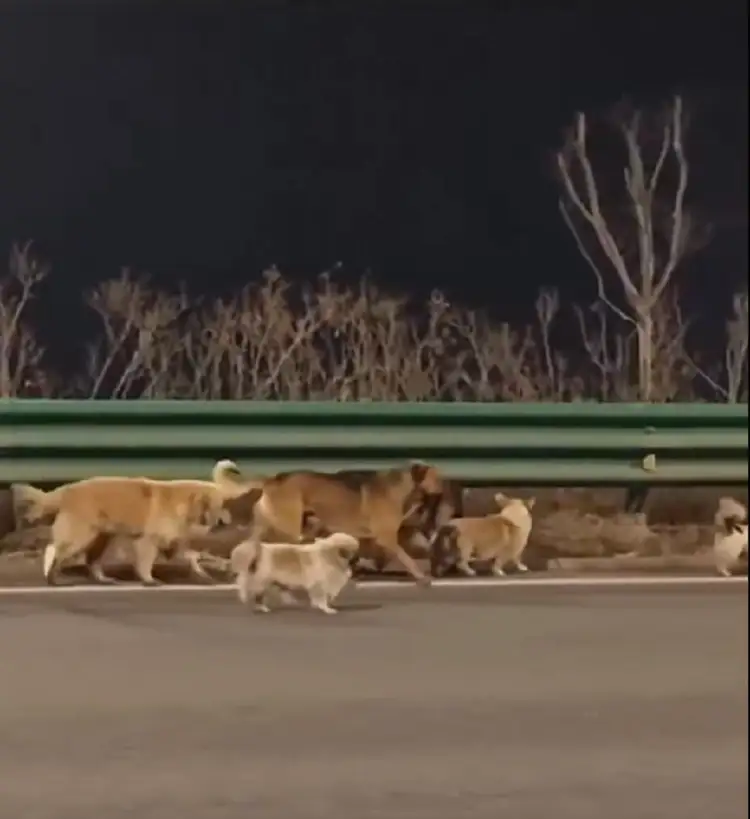 (VIDEO) Perros robados escapan de camioneta en movimiento