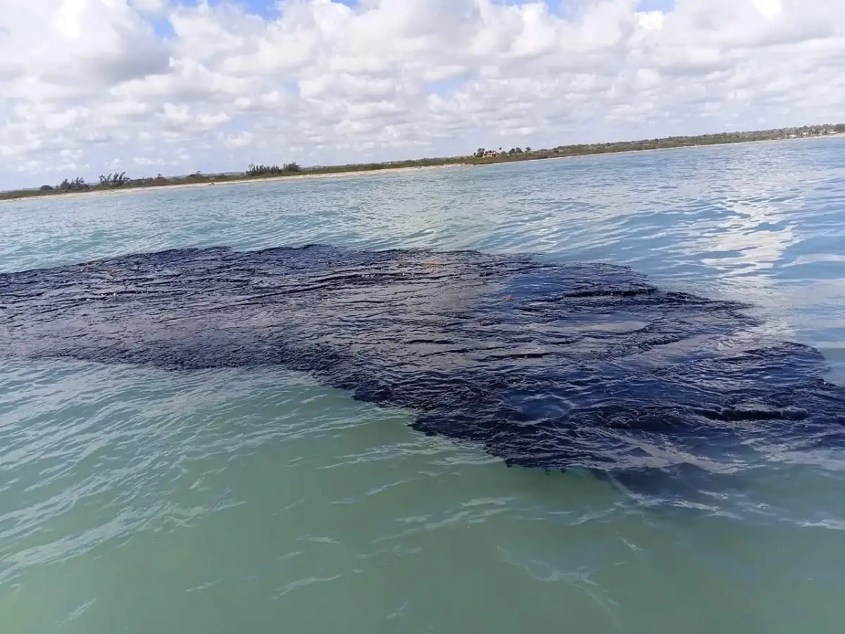 Derrame de petróleo en Golfo de México afecta 650 km de costa
