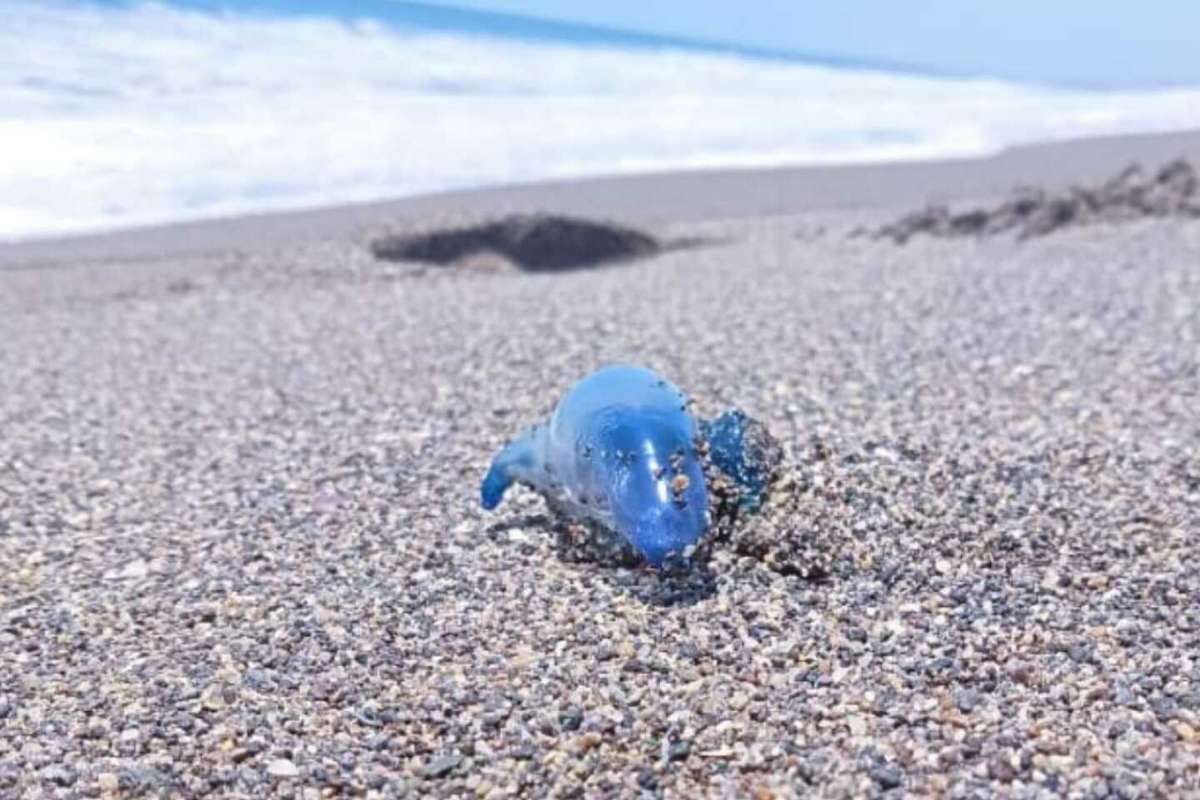 Dragón Azul en Michoacán- qué es