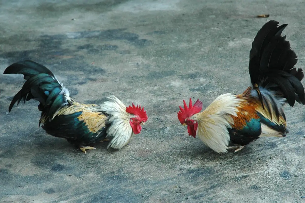 Ayuntamiento de Puebla no permitirá pelea de gallos y jaripeo en festejo del mercado 5 de Mayo 8 Festejo del mercado 5 de Mayo no puede tener pelea de gallos