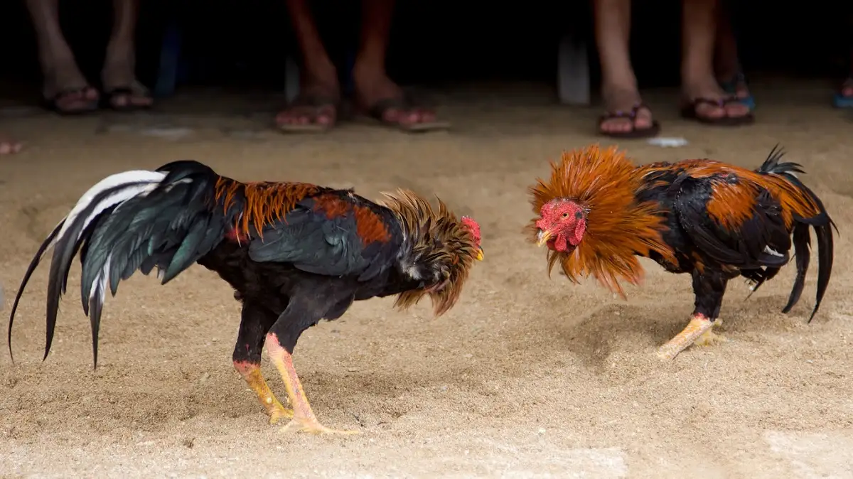 Festejo del mercado 5 de Mayo no puede tener pelea de gallos