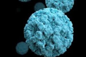 ¿Qué es el Nodavirus de Mortalidad Encubierta y cómo se contagia?