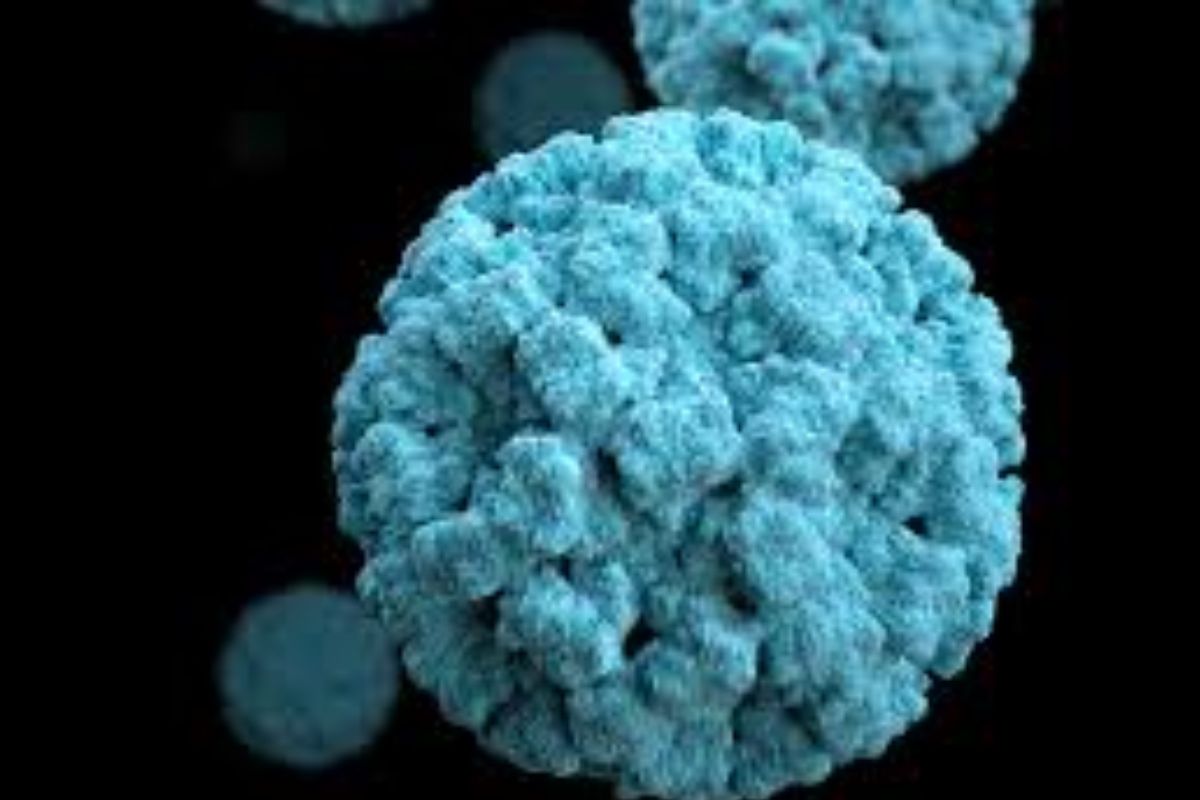 Nodavirus de Mortalidad Encubierta: qué es, qué causa y cómo se contagia 4 ¿Qué es el Nodavirus de Mortalidad Encubierta y cómo se contagia?