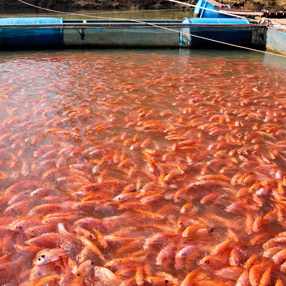 ¿Qué es el Nodavirus de Mortalidad Encubierta y cómo se contagia?