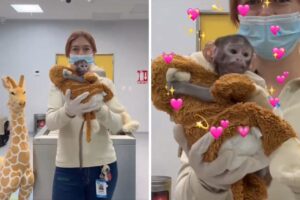 esta es la historia del mono Yuji del zoológico de Guadalajara