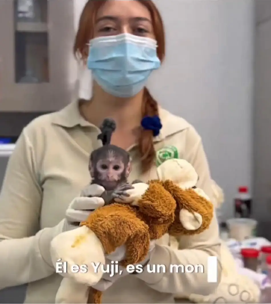 esta es la historia del mono Yuji del zoológico de Guadalajara