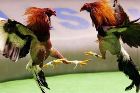 Pelea de gallos en feria de Ahuatempan queda suspendida