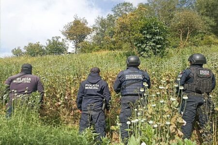 plantíos de amapola y marihuana en Zoquitlán y Atlixco