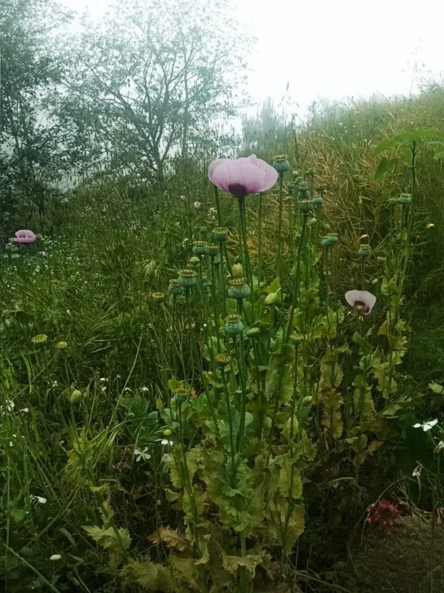 plantíos de amapola y marihuana en Zoquitlán y Atlixco