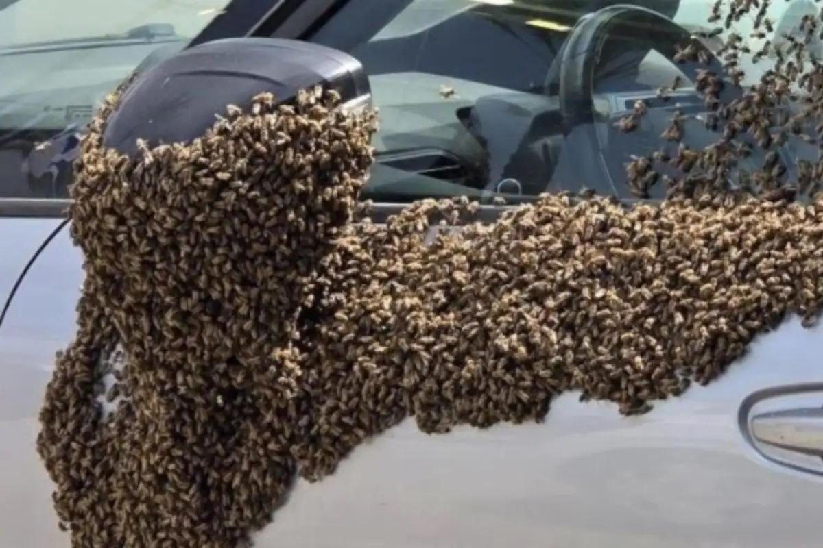 Ataque de abejas en Tehuacán deja una persona sin vida